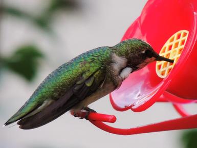 Hummingbird, Nectar Defender™